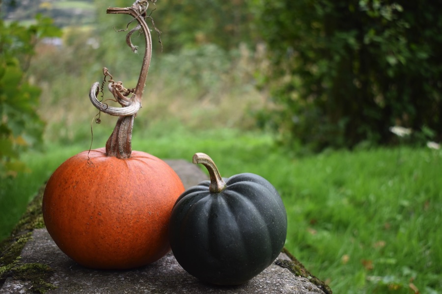 Orange pumpkin and a dark green squash on a stone bench